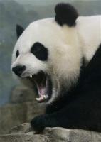 Panda Hate Club