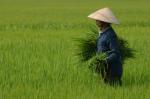the asian rice smugglers